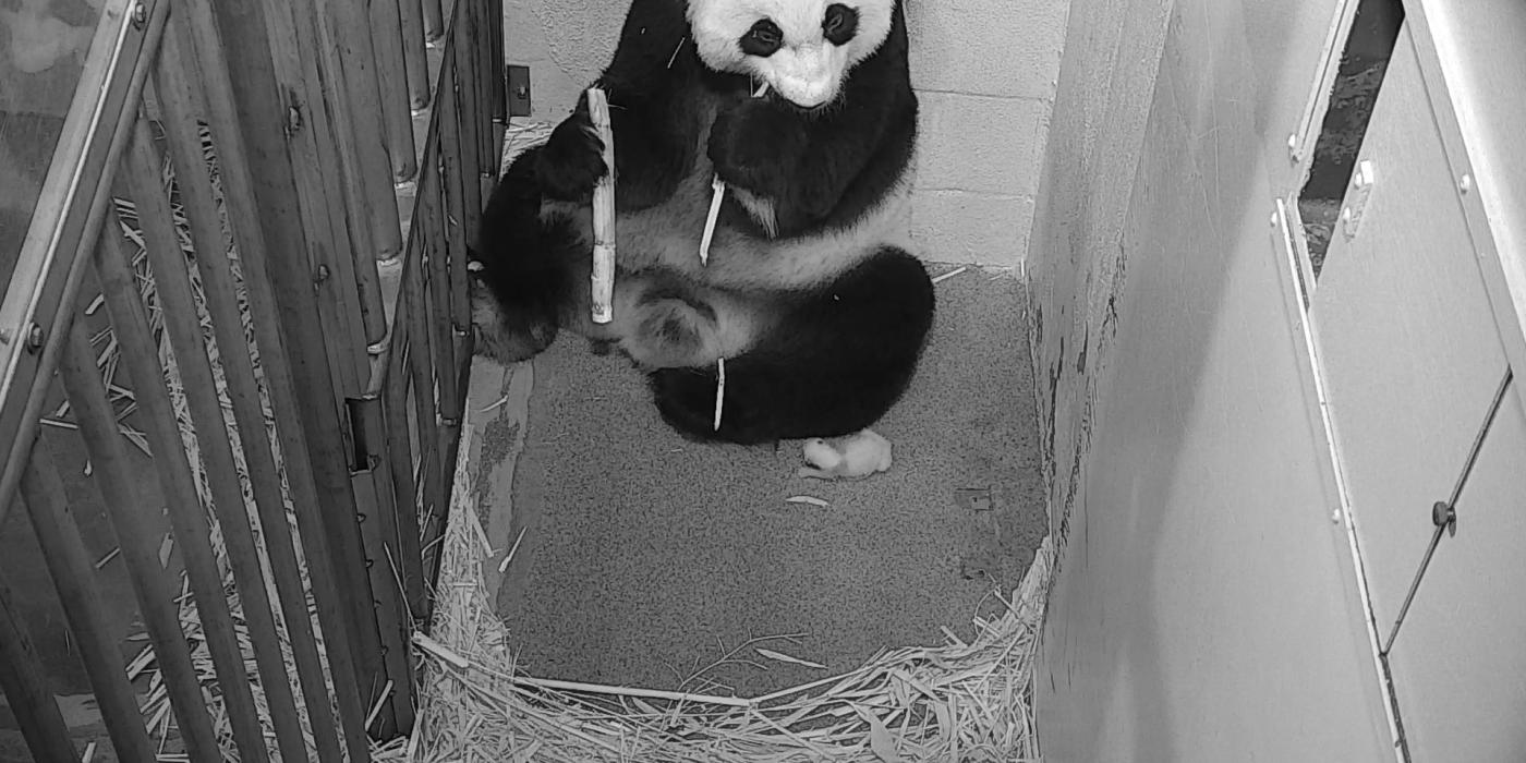 Mei Xiang eats sugar cane with her cub. 