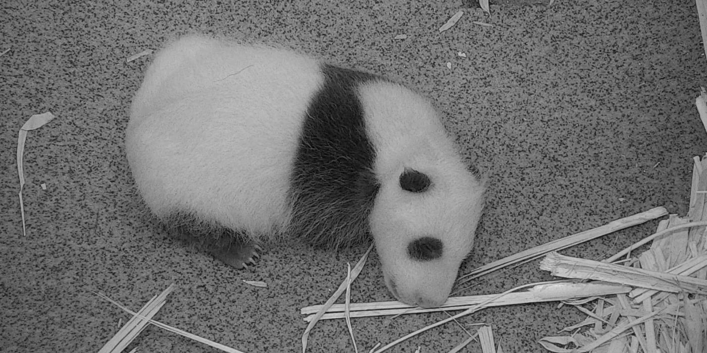 The Zoo's giant panda cub rests on the floor of its den Sept. 17, 2020. 