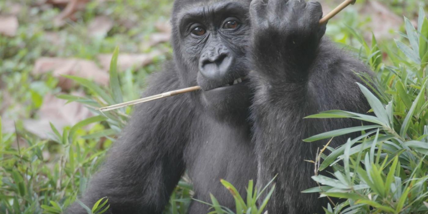 Western lowland gorilla Moke chews on some browse in the Great Ape House outdoor yard.