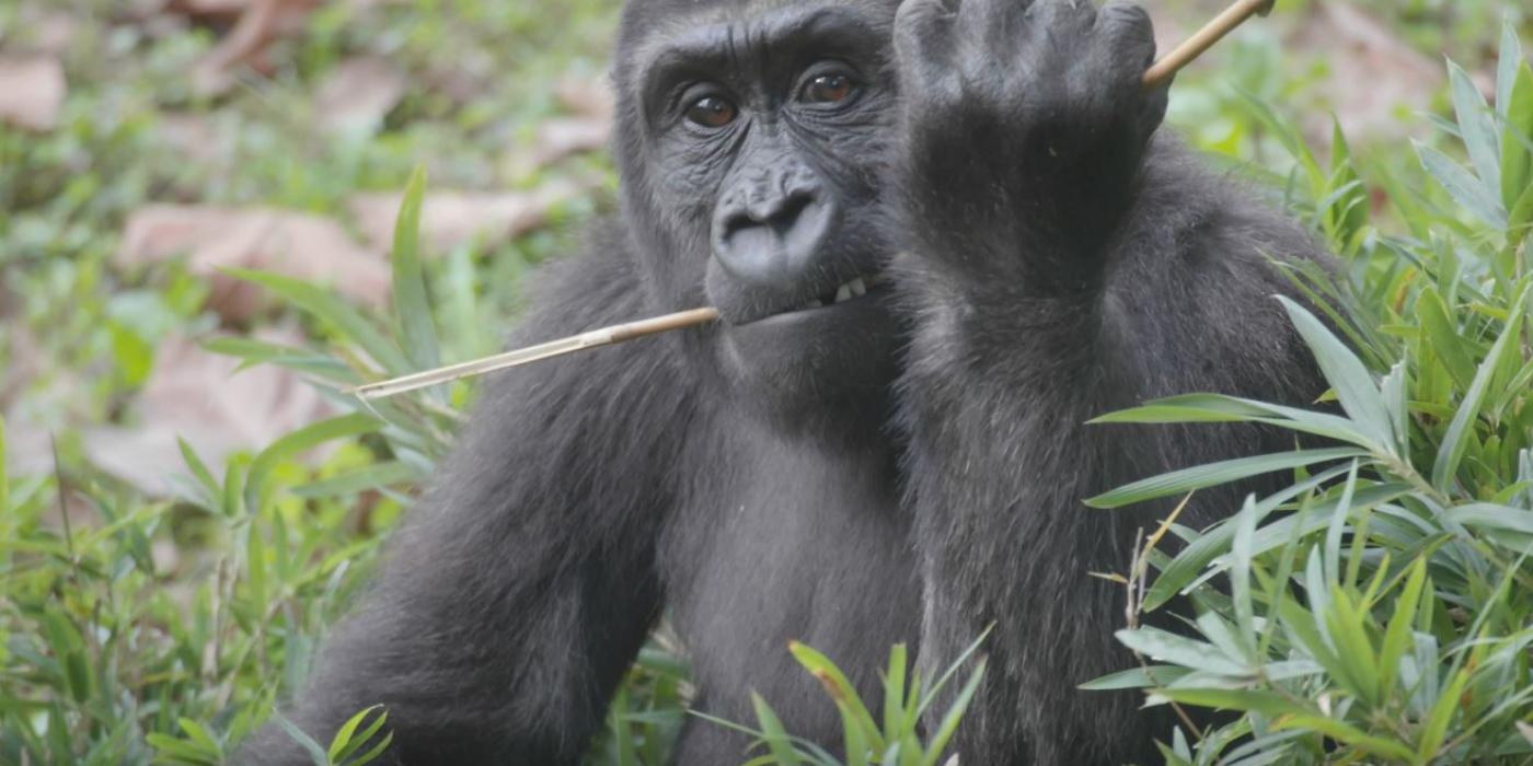 Western lowland gorilla Moke chews on some browse in the Great Ape House outdoor yard. 