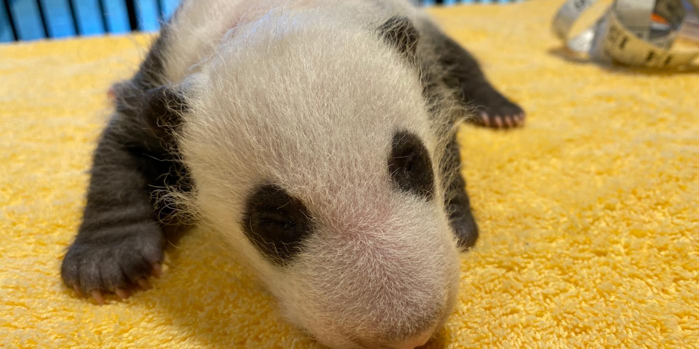 The Smithsonian's National Zoo's giant panda cub is one month old today, Sept. 21!