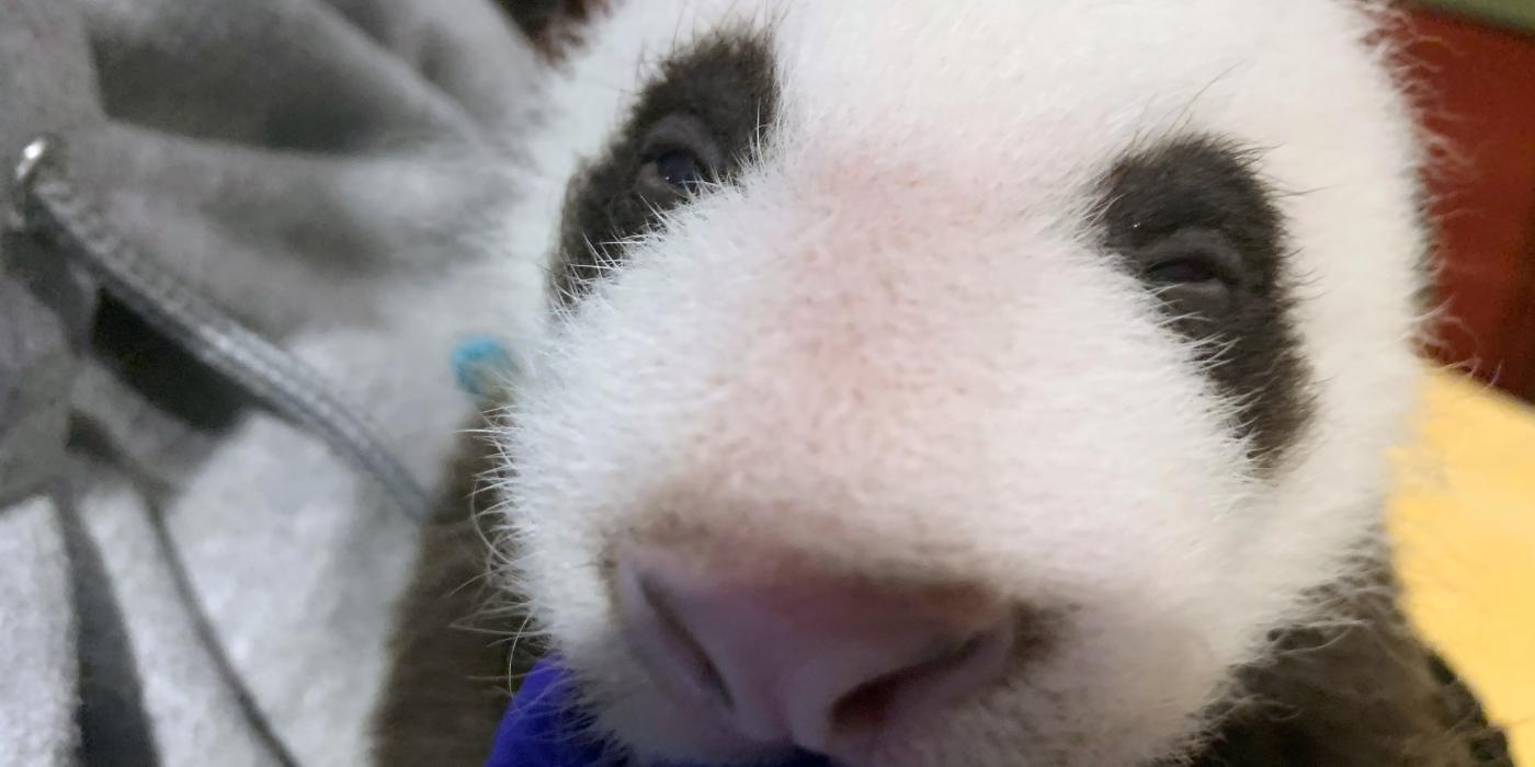 The Zoo's 6-week-old giant panda cub is just starting to open its eyes. 