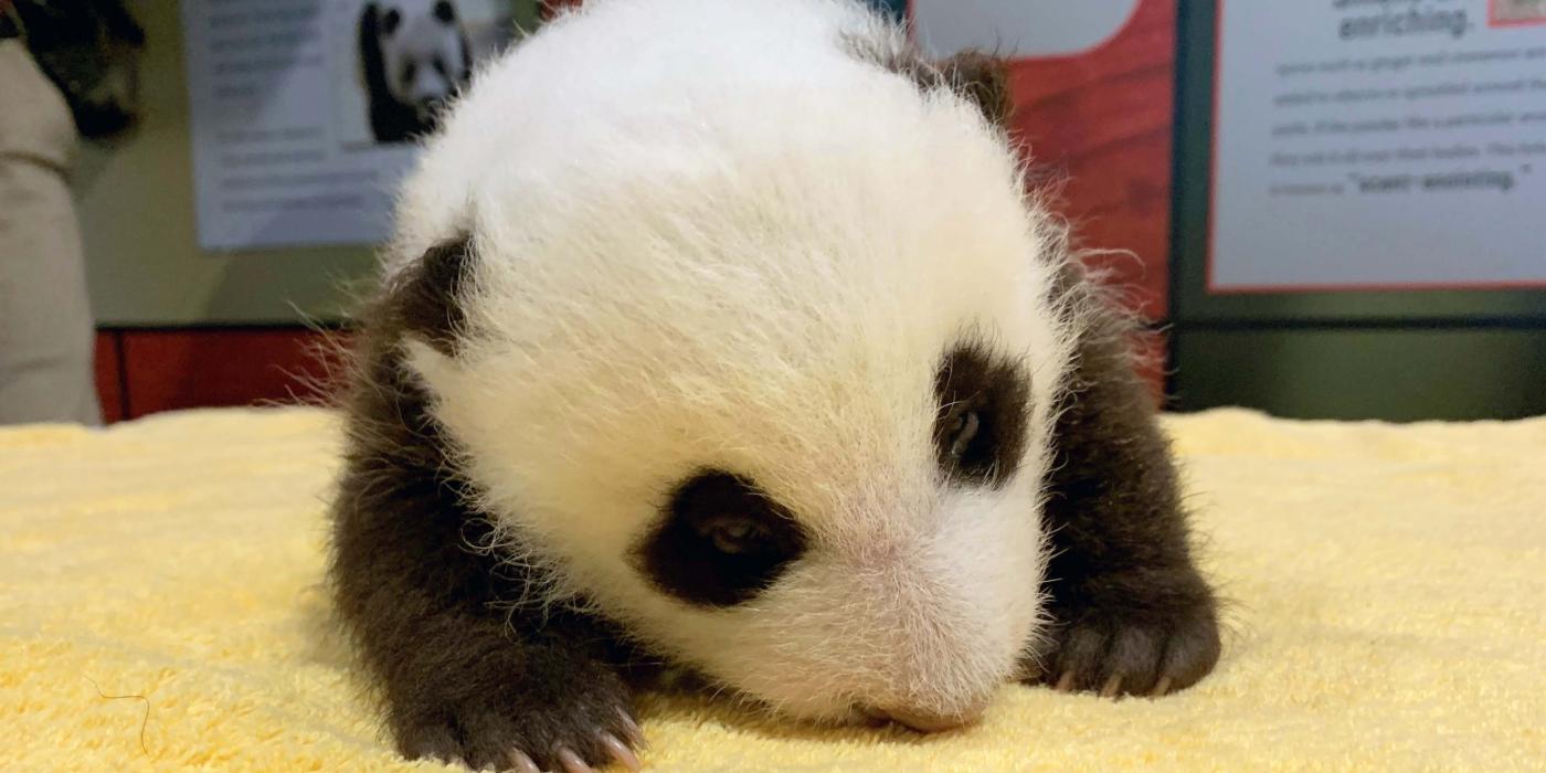 The giant panda cub's eyes are fully open! 