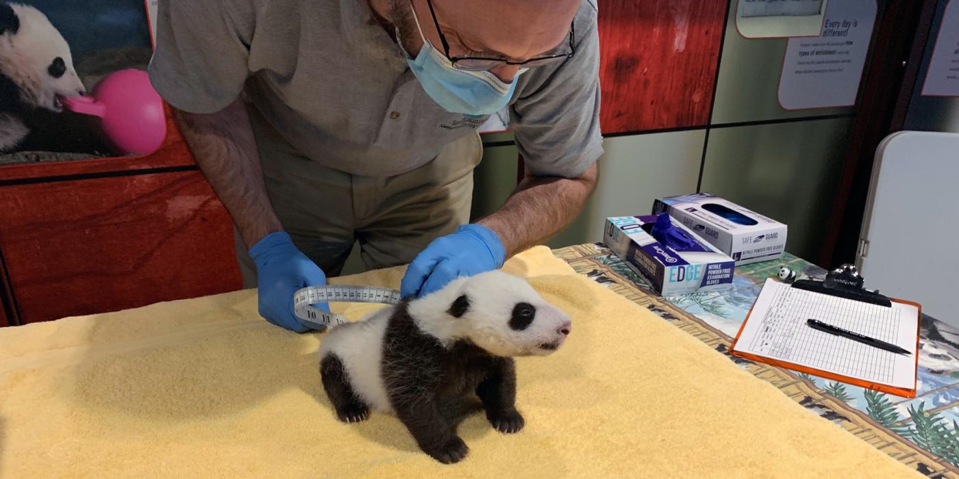 Keeper Marty Dearie measures the 6-week-old male giant panda cub's abdominal girth.