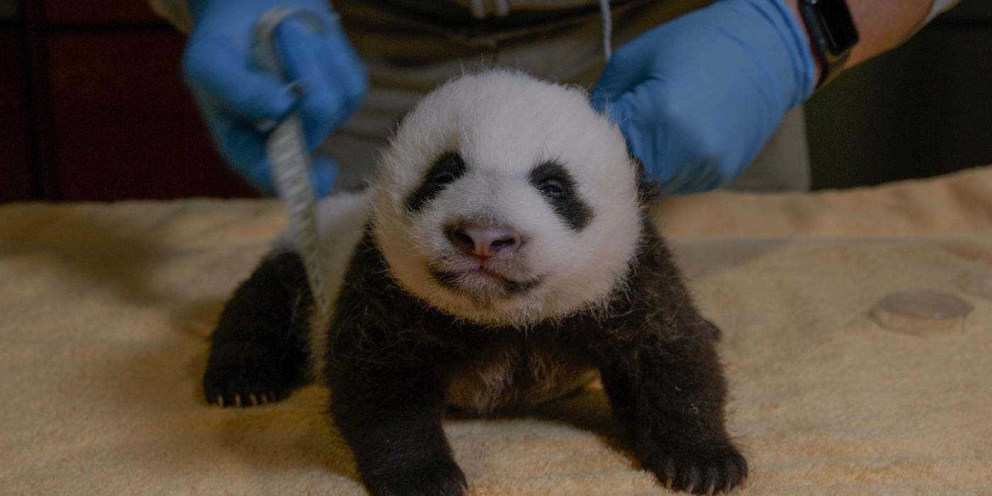 The Zoo's 7-week-old giant panda cub receives a routine check-up. 