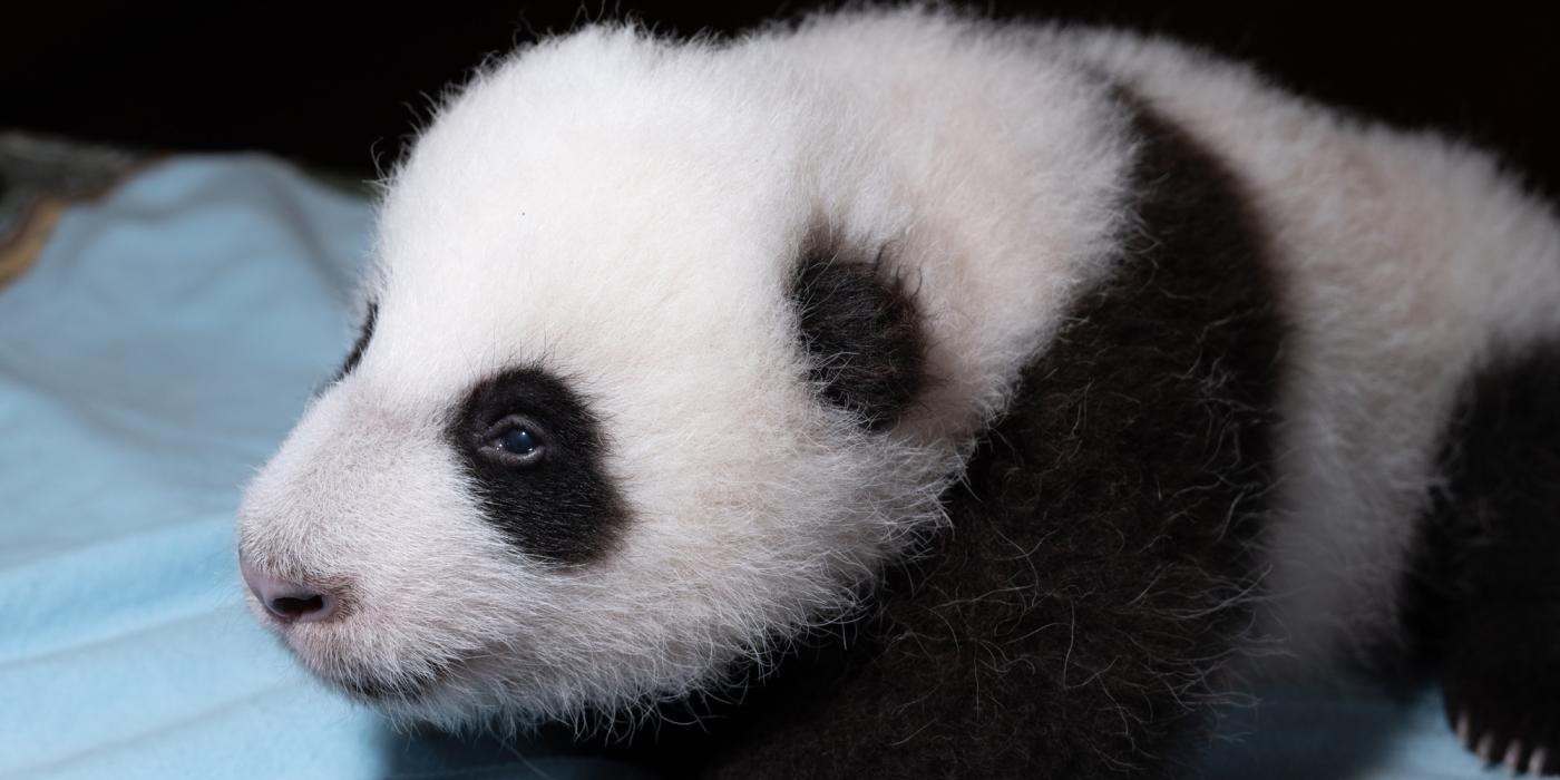 The Smithsonian's National Zoo's 2-month-old giant panda cub receives his second veterinary exam Oct. 19, 2020.