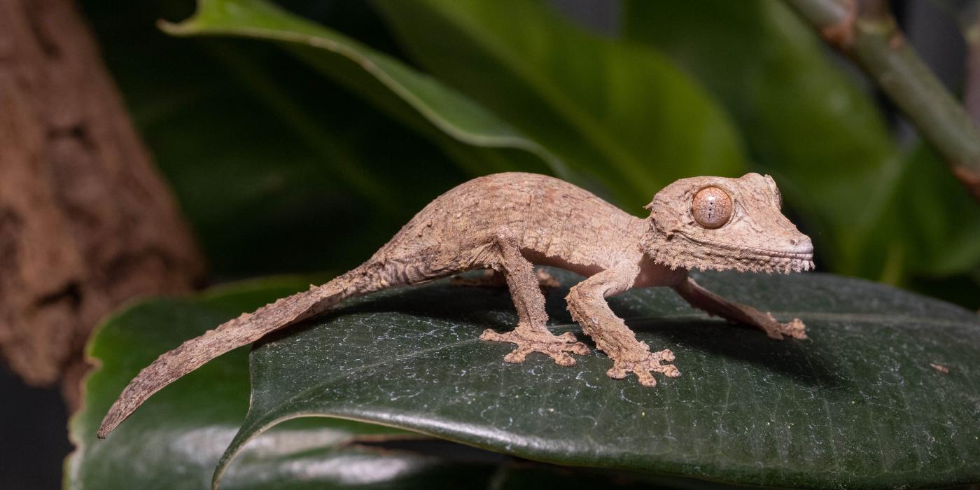 Henkel's leaf-tailed gecko hatchling