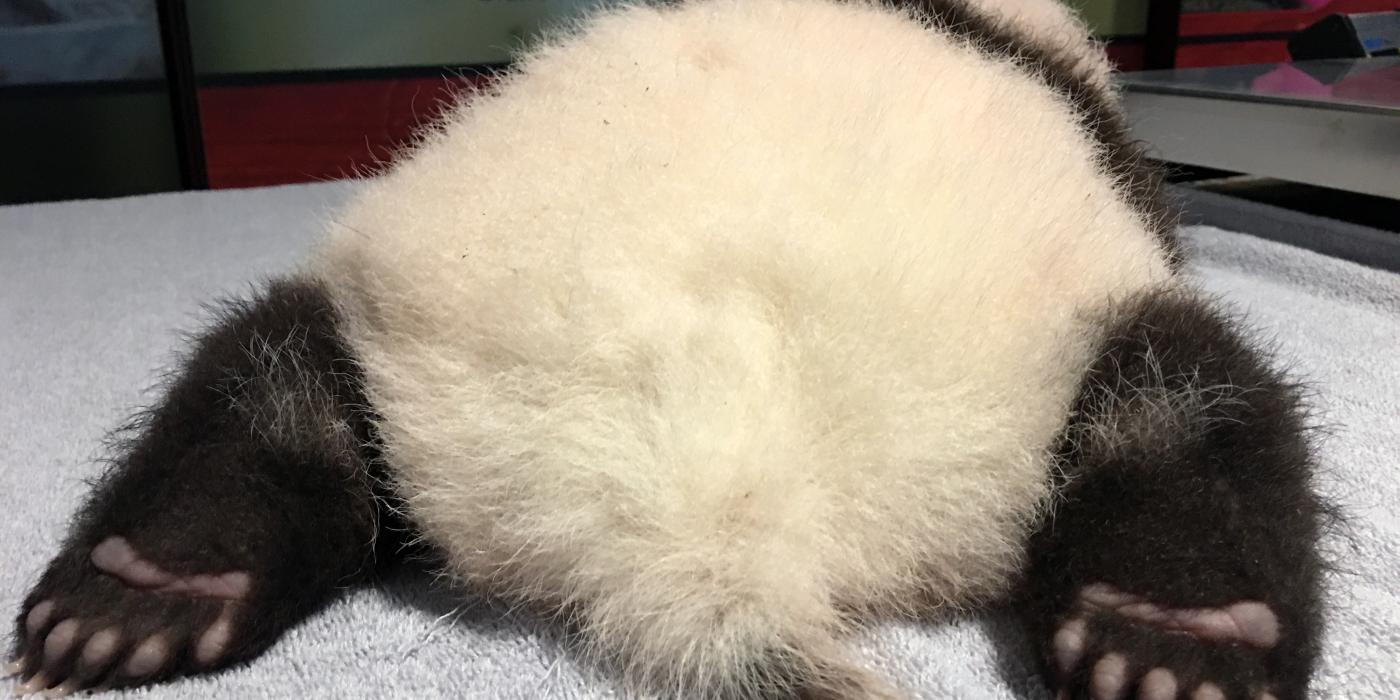 The giant panda cub rests on a towel during his weekly exam Oct. 28. 