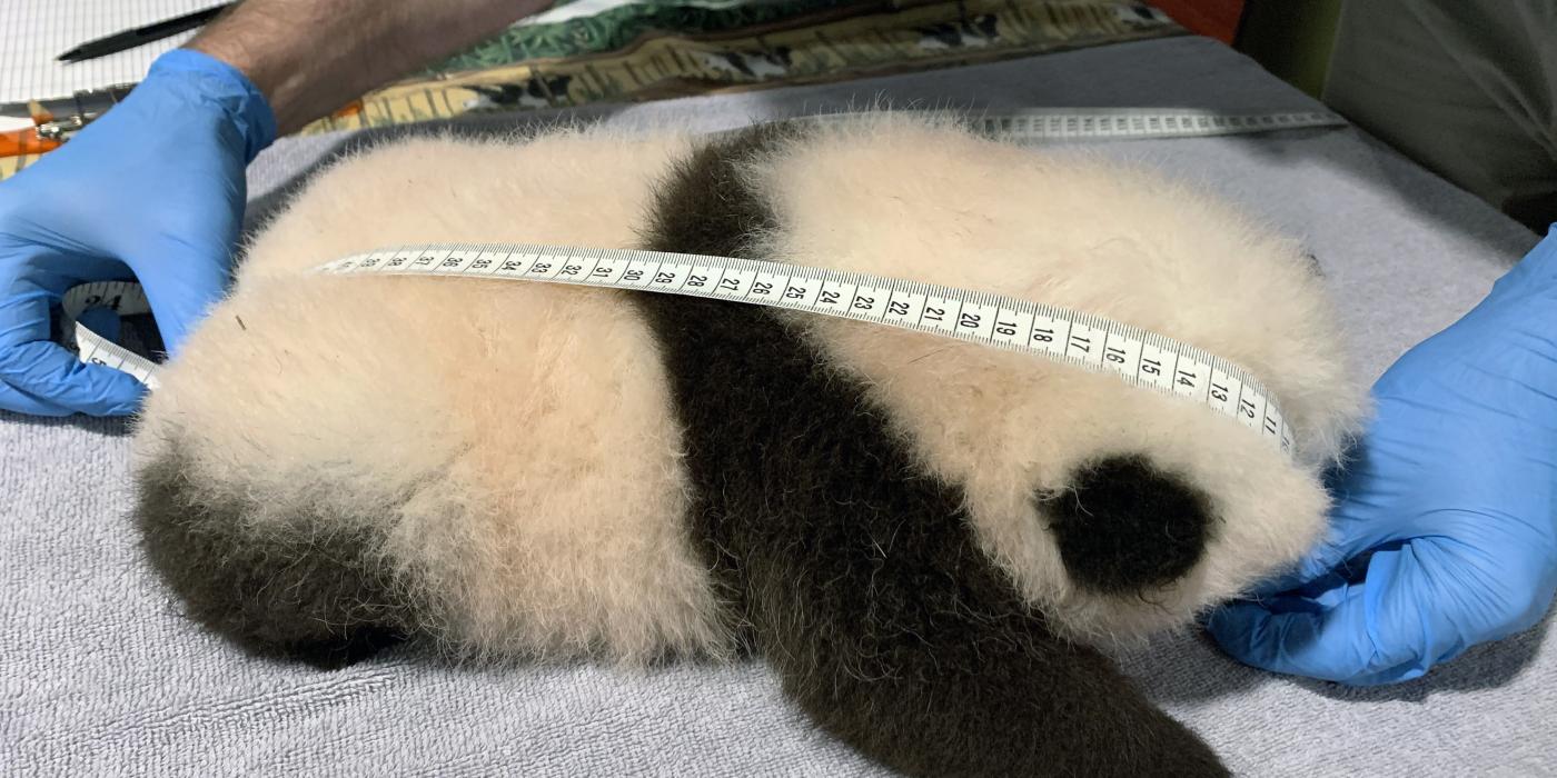 Keeper Marty Dearie measures the Zoo's 9-week-old giant panda cub. 