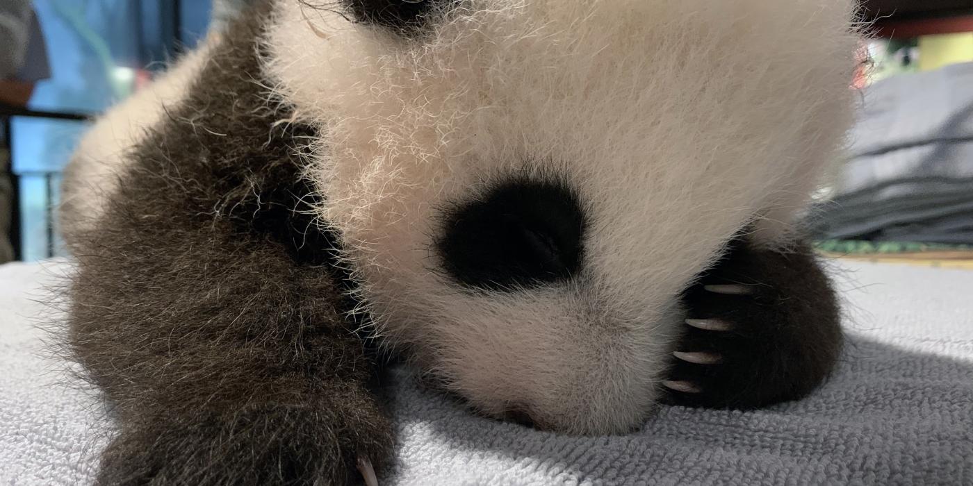 Attention: The Zoo's Panda Cub Is Learning New Tricks and Is a