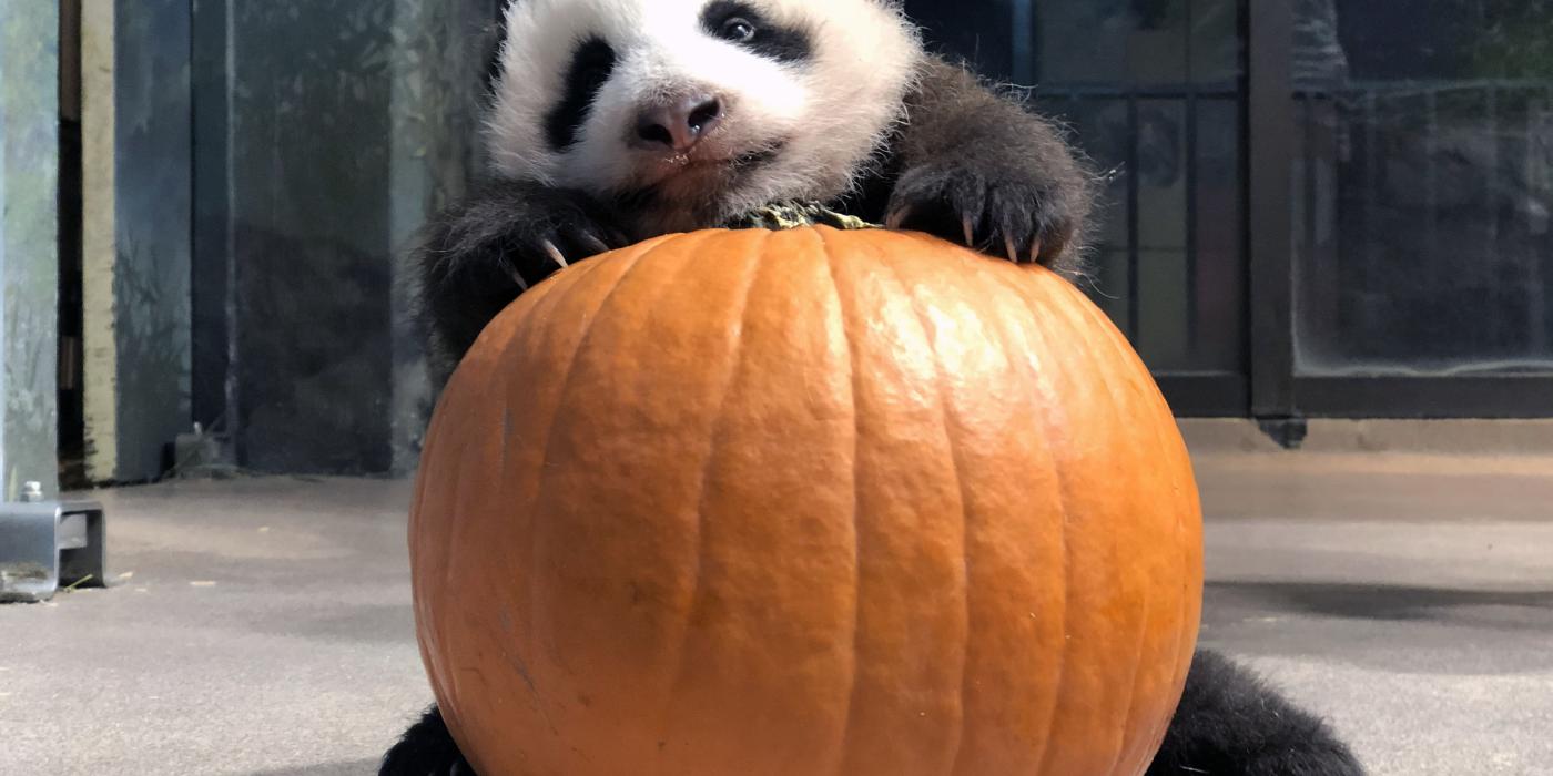 The Zoo's 10-week-old giant panda cub received a pumpkin as enrichment for Halloween. 