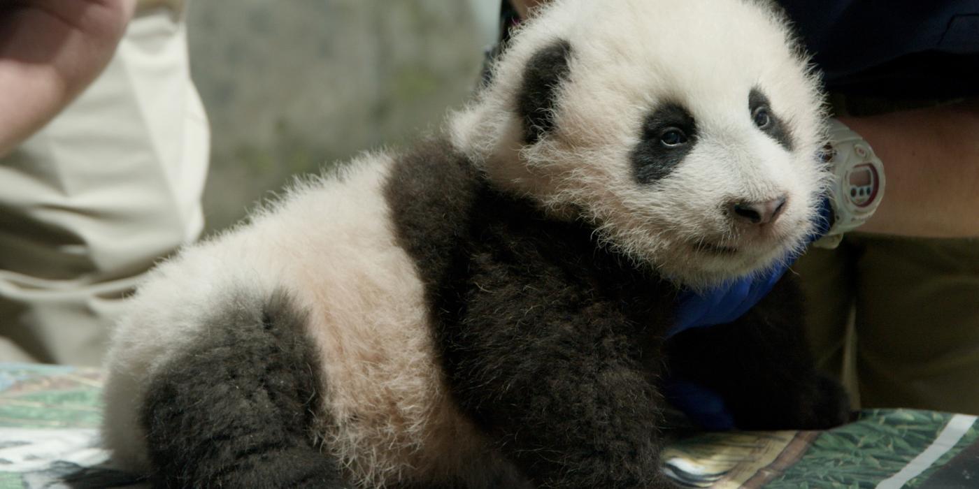 The Zoo's 3-month-old giant panda cub during a vet exam Nov. 18, 2020. 