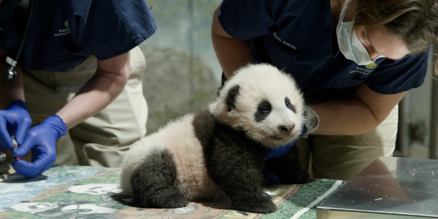 The Smithsonian's National Zoo's 3-month-old giant panda cub (Nov. 18, 2020).