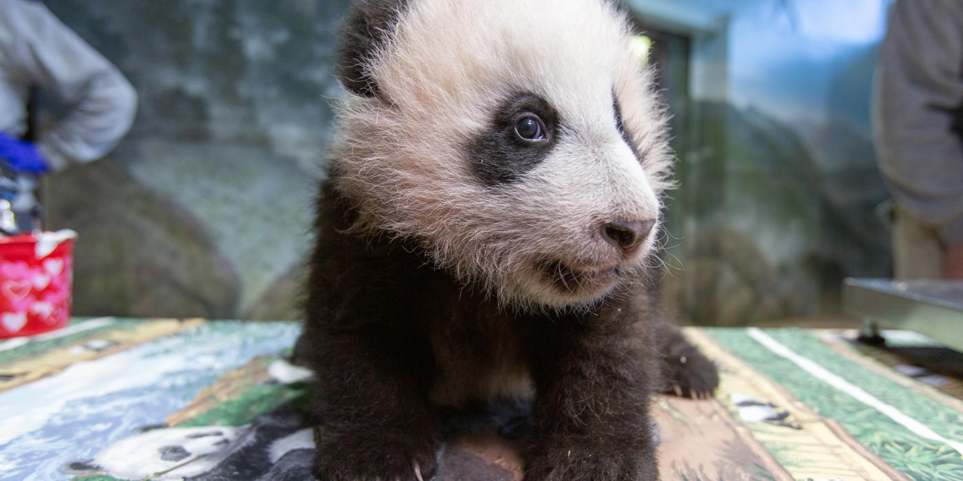 Dec. 2, 2020: Our giant panda team took some quick measurements to track Xiao Qi Ji’s growth. During the exam, he was bright-eyed and eager to practice his crawling and walking skills on the tabletop. A young giant panda cub with black-and-white fur, round ears and small claws stands on a table in the indoor panda habitat at the Smithsonian's National Zoo during a routine exam