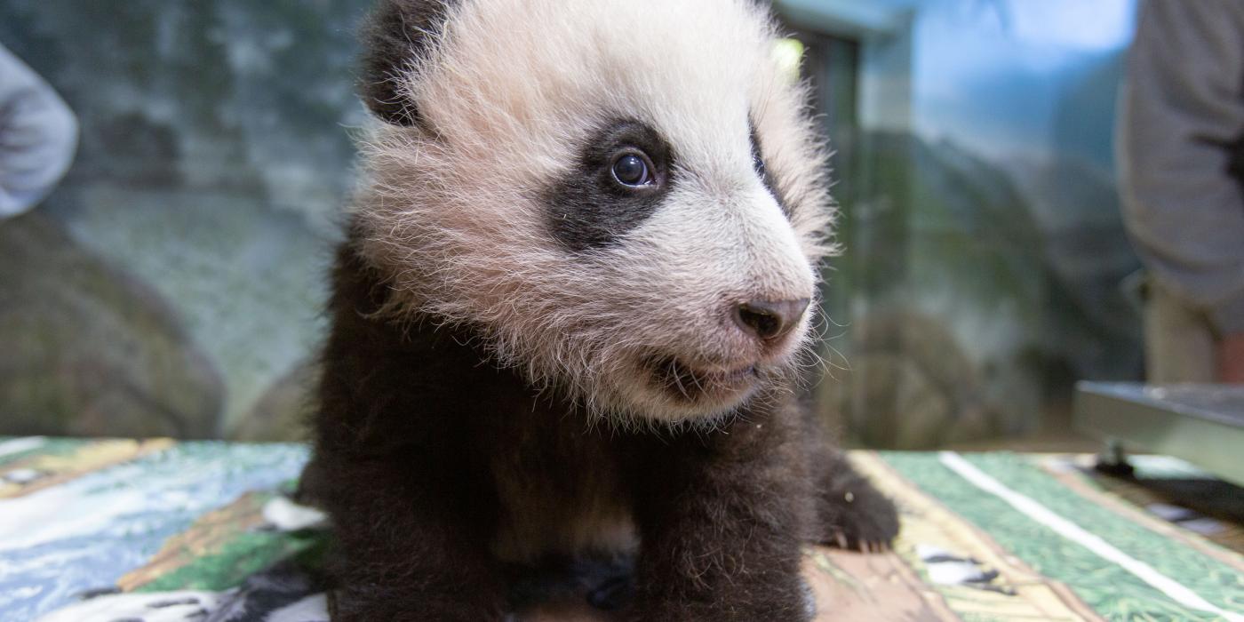 Three-month-old giant panda cub Xiao Qi Ji on Dec. 2, 2020 at Smithsonian's National Zoo.