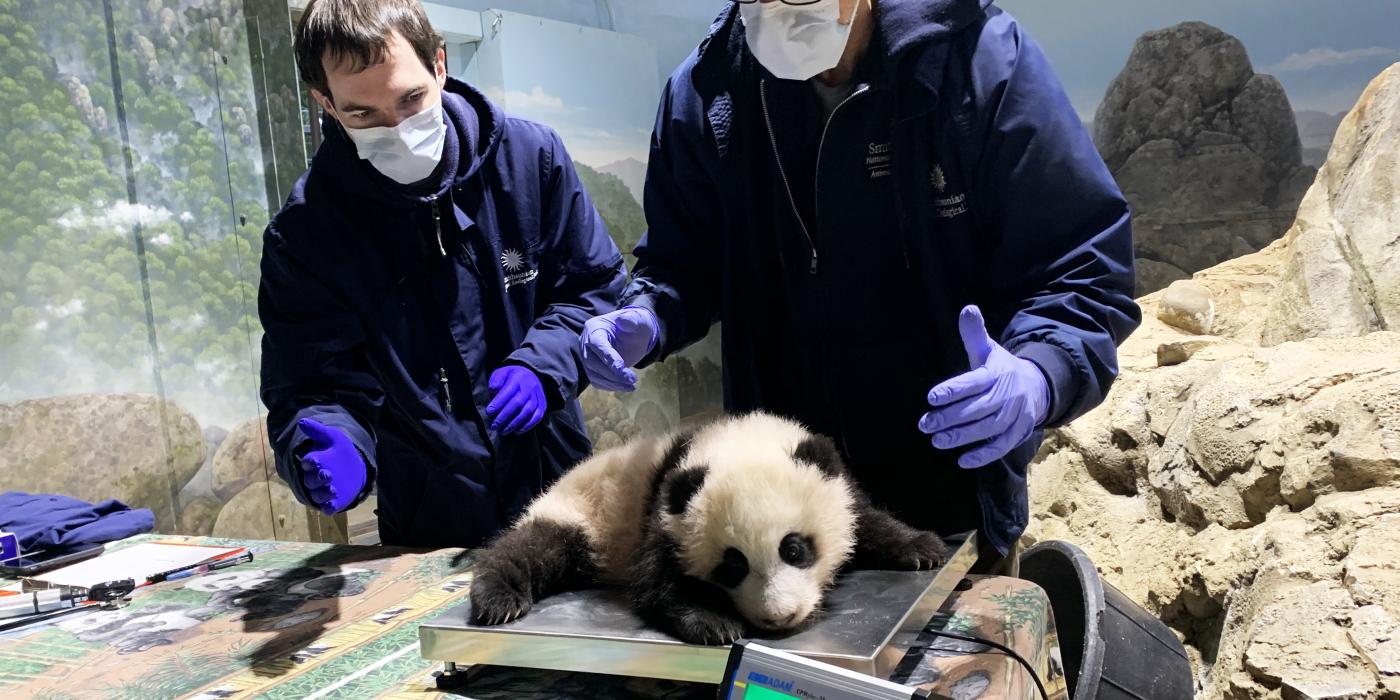 Dec. 11 | Veterinary technician Brad Dixon and chief veterinarian Dr. Don Neiffer weigh giant panda cub Xiao Qi Ji.