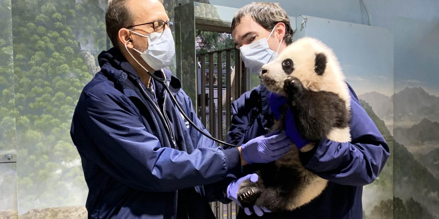 Dec. 9 | Dr. Don Neiffer listens to Xiao Qi Ji's heart and lungs while veterinary technician Brad Dixon holds the giant panda cub.