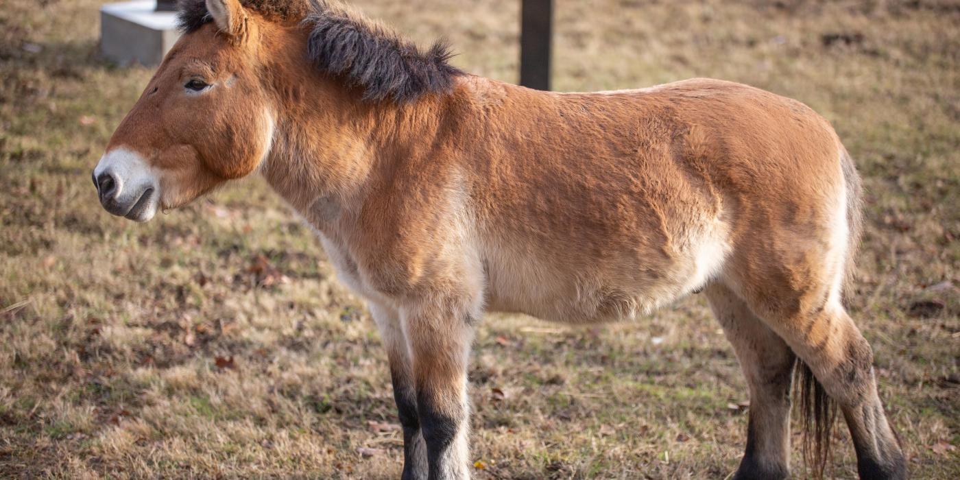 Przewalski's horse Cooper stands in the grass of his exhibit.