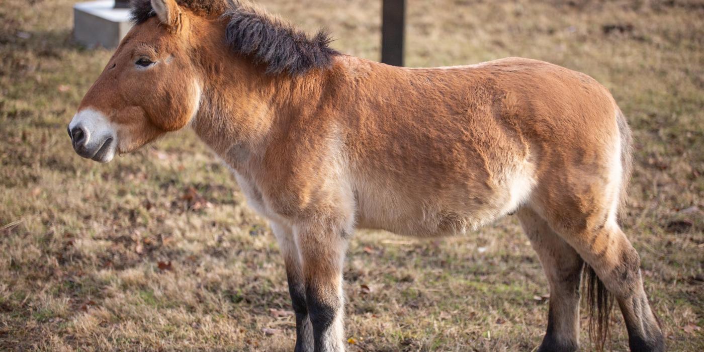 Przewalski's horse Cooper stands in the grass of his exhibit. 