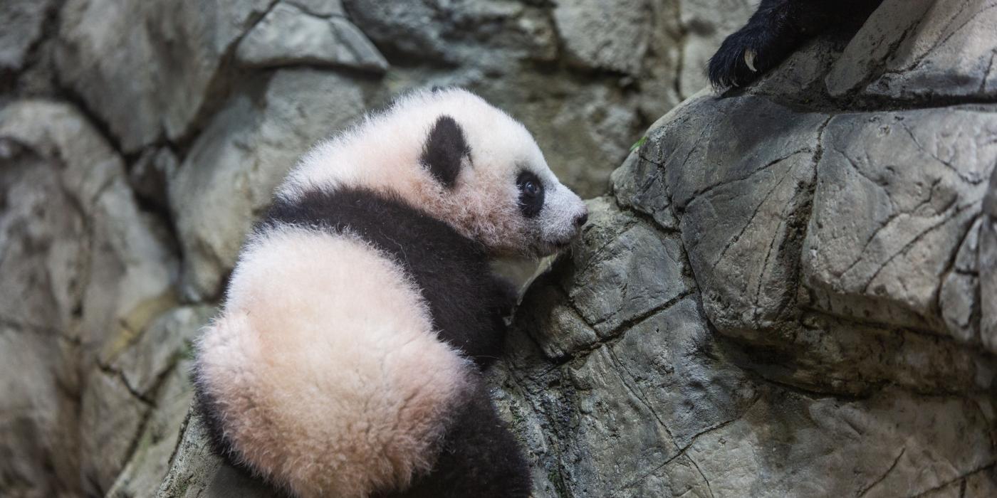 Giant panda cub Xiao Qi Ji climbs the rockwork of his enclosure Jan. 6, 2021. 