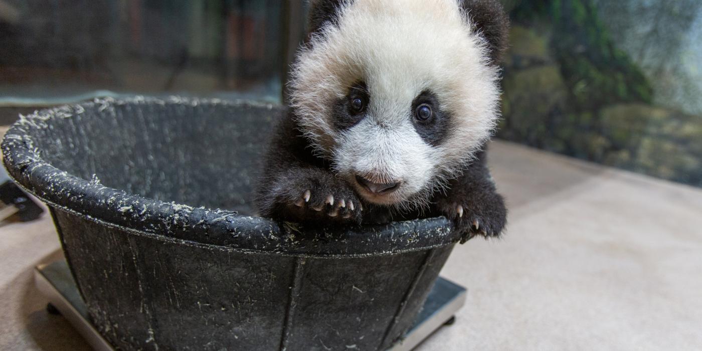 A young giant panda cub with black-and-white fur, round ears and large paws stands in a tub placed on top of a scale, so keepers can record his weight.