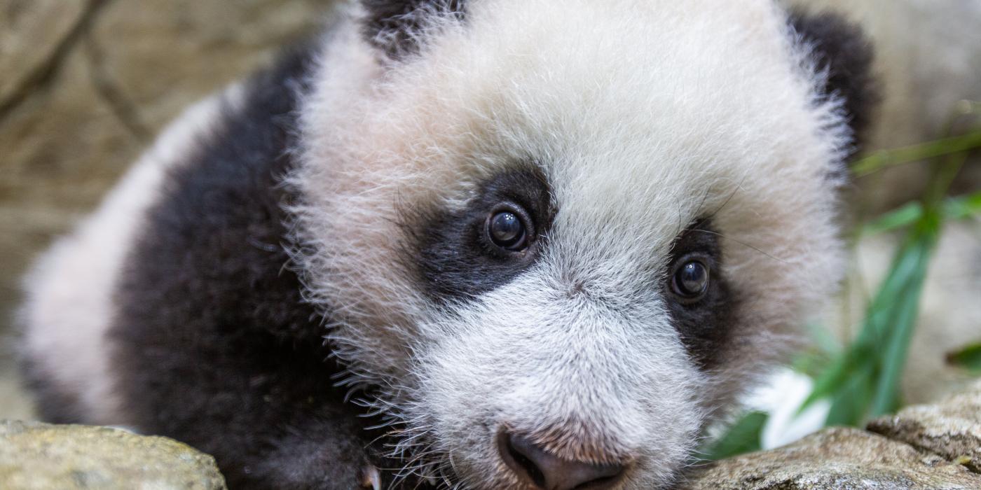 Giant panda cub Xiao Qi Ji Jan. 6, 2021. 