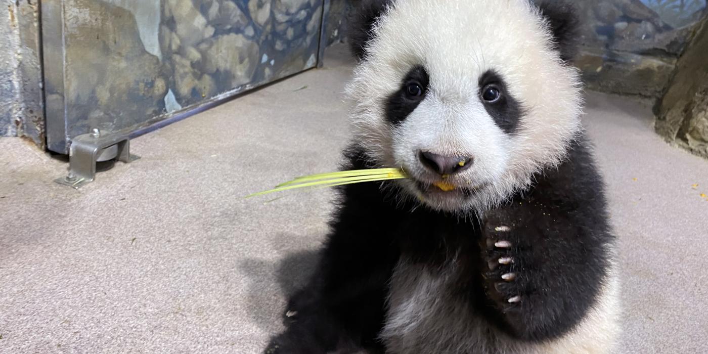 Five-month-old giant panda cub Xiao Qi Ji takes his first taste of cooked sweet potato Jan. 21, 2021.