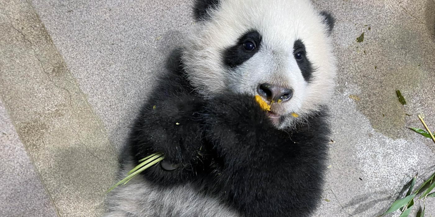 Five-month-old giant panda cub Xiao Qi Ji takes his first taste of cooked sweet potato Jan. 21, 2021.