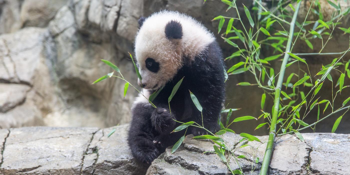 Giant panda cub Xiao Qi Ji sits on rockwork in his indoor habitat and tastes bamboo leaves.