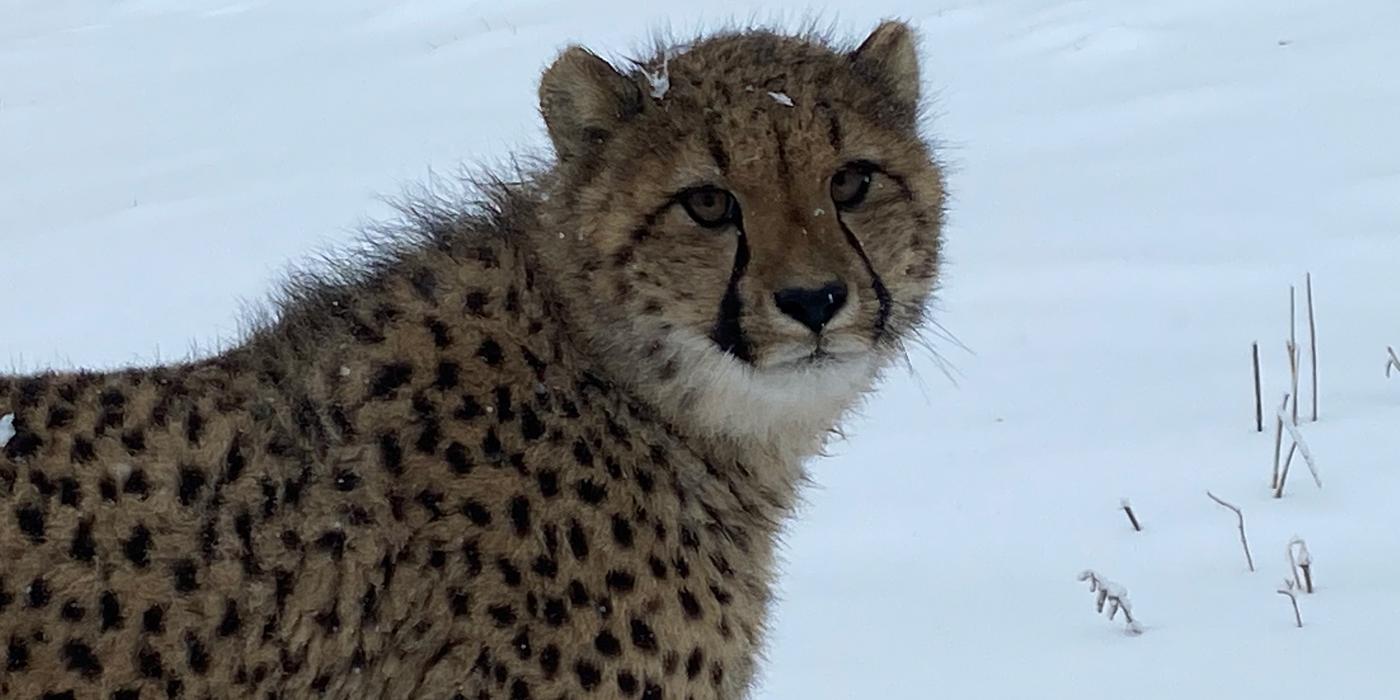 One of the cheetah cubs looks at the camera with a snowy background behind it.