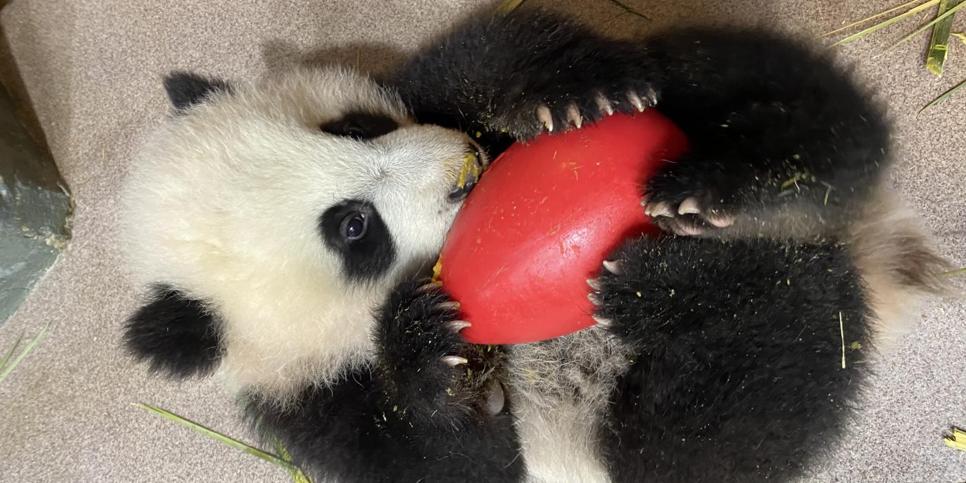 Five-month-old giant panda cub Xiao Qi Ji lays on his back and licks cooked sweet potato off an enrichment toy cradled in his arms.