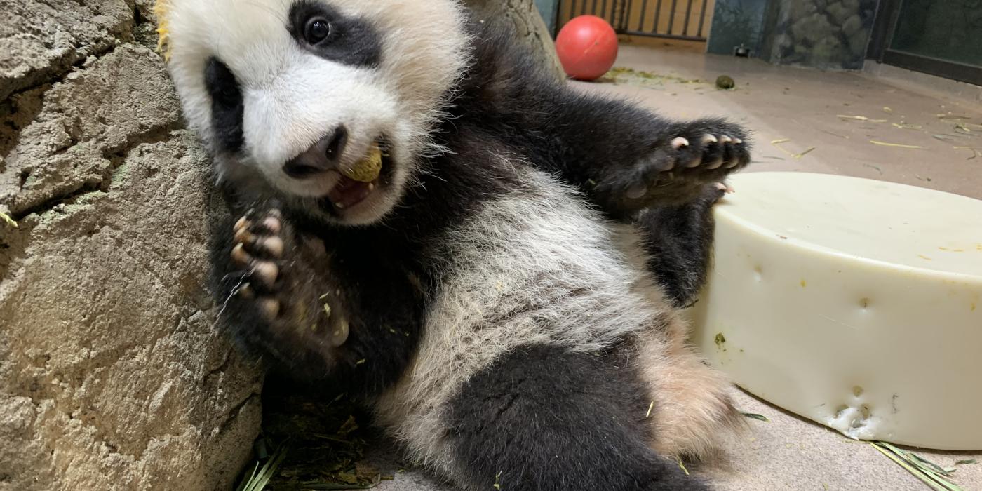 Five-month-old giant panda cub Xiao Qi Ji leans against rockwork in his habitat with one paw up on a cylindrical-shaped enrichment toy and nibbles on his first biscuit.