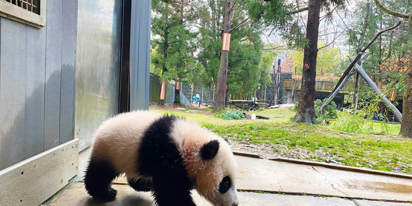 Giant panda cub Xiao Qi Ji walks tentatively onto the concrete outside the panda house that leads to the grassy yard behind him