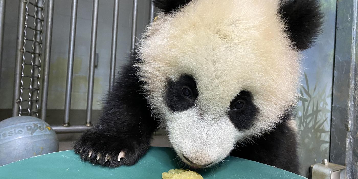 Giant panda cub Xiao Qi Ji licks a dollop of homemade applesauce off of a large green enrichment toy.