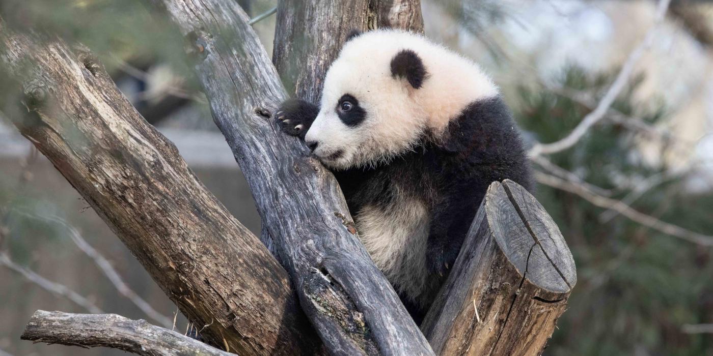 Giant panda cub Xiao Qi Ji climbs atop a structure made of criss-crossed logs.