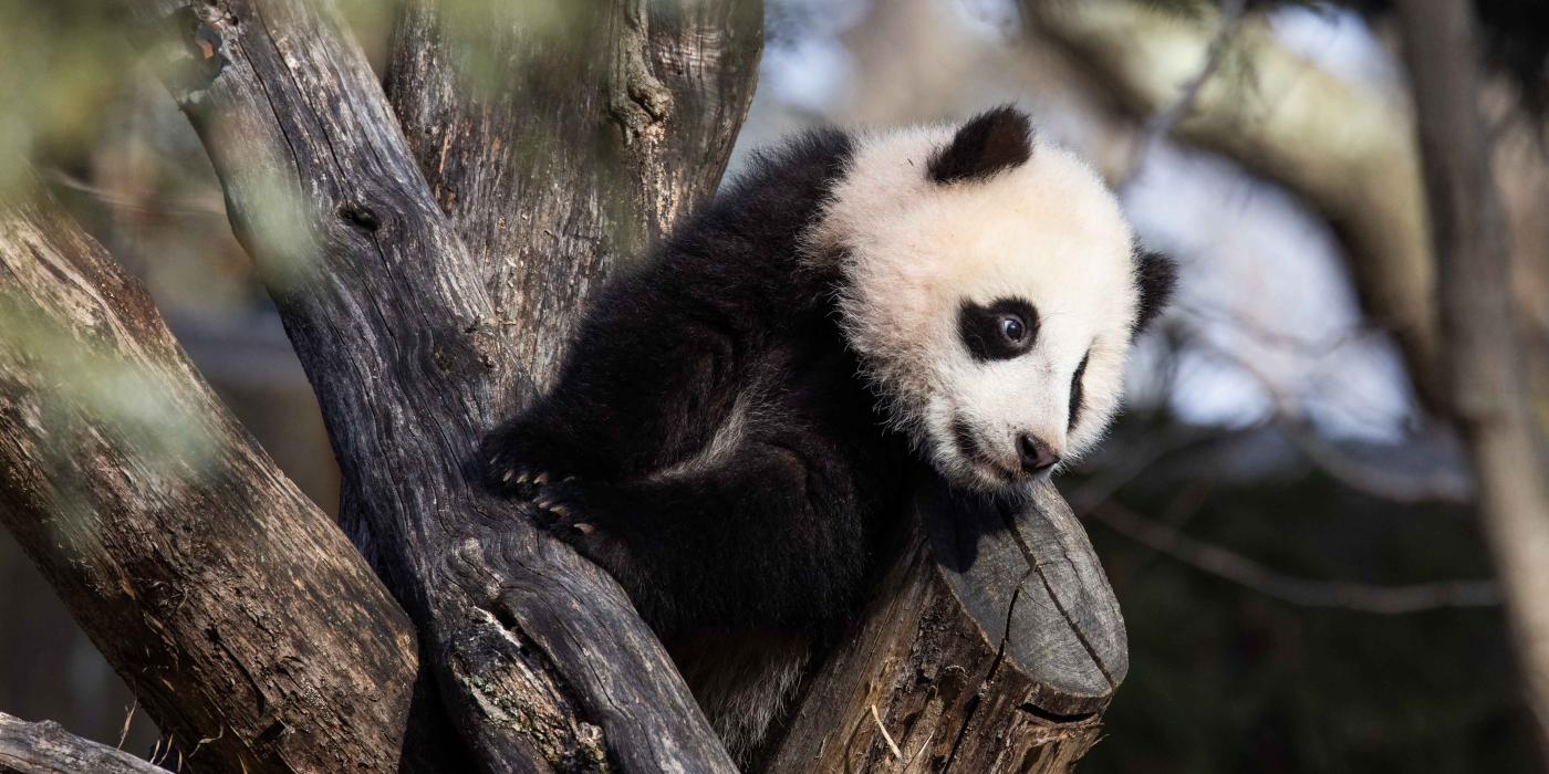 Giant panda cub Xiao Qi Ji climbs atop a structure made of criss-crossed logs.