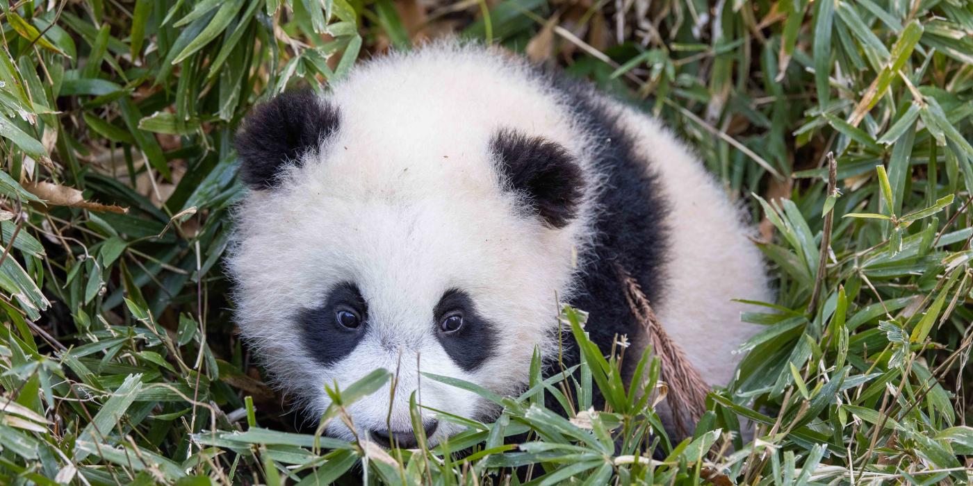 Giant panda cub Xiao Qi Ji laying down in the tall grass in his outdoor habitat.