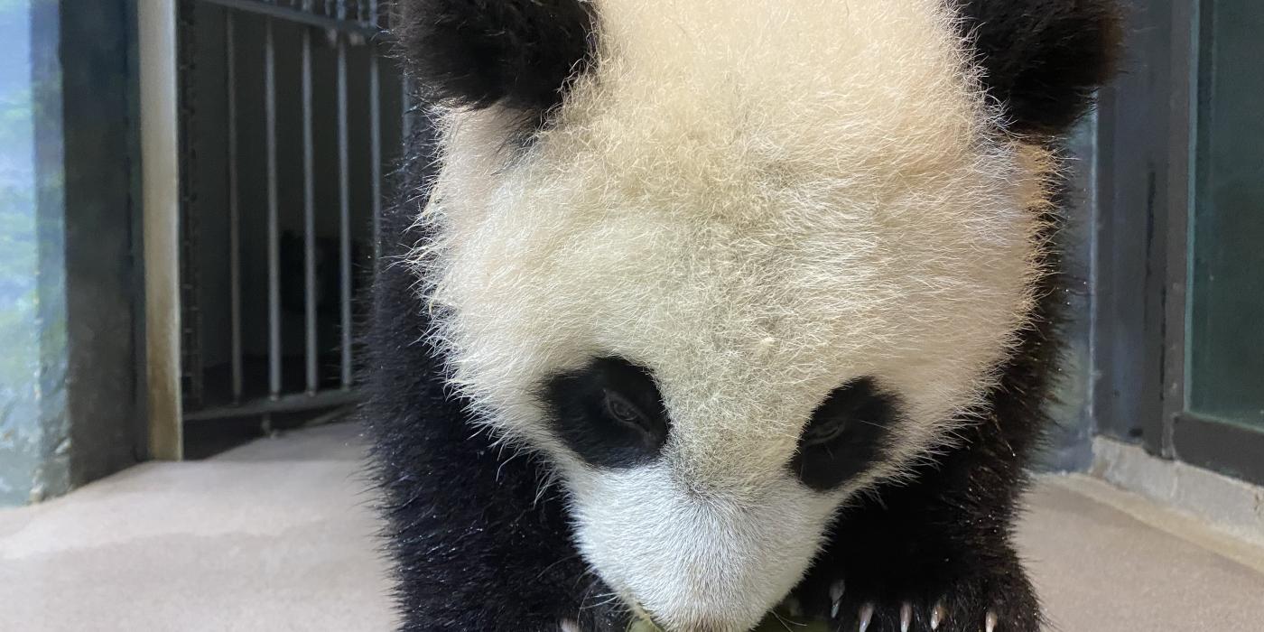 Giant panda cub Xiao Qi Ji licks banana off of a green enrichment toy. 