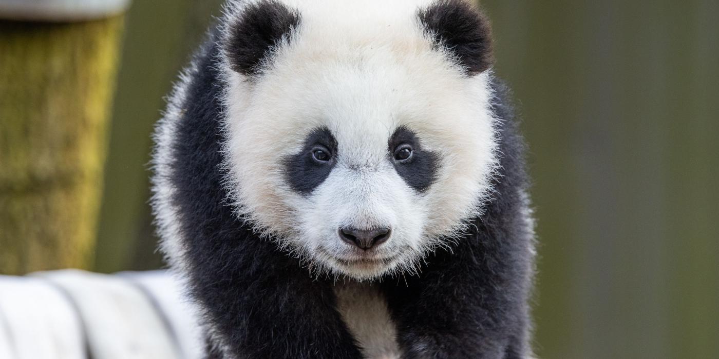 Giant panda cub Xiao Qi Ji walks across his hammock face-forward. 