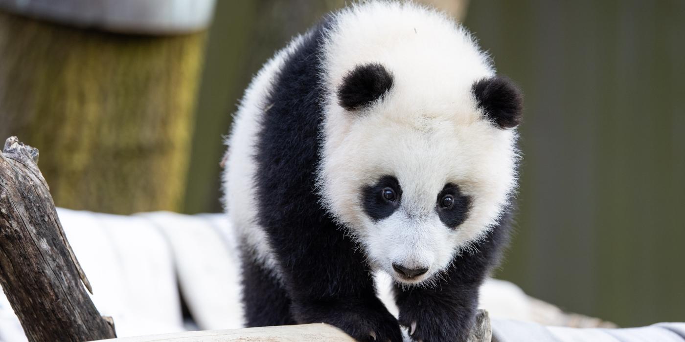 Giant panda cub Xiao Qi Ji stands atop the hammock in his outdoor habitat. 