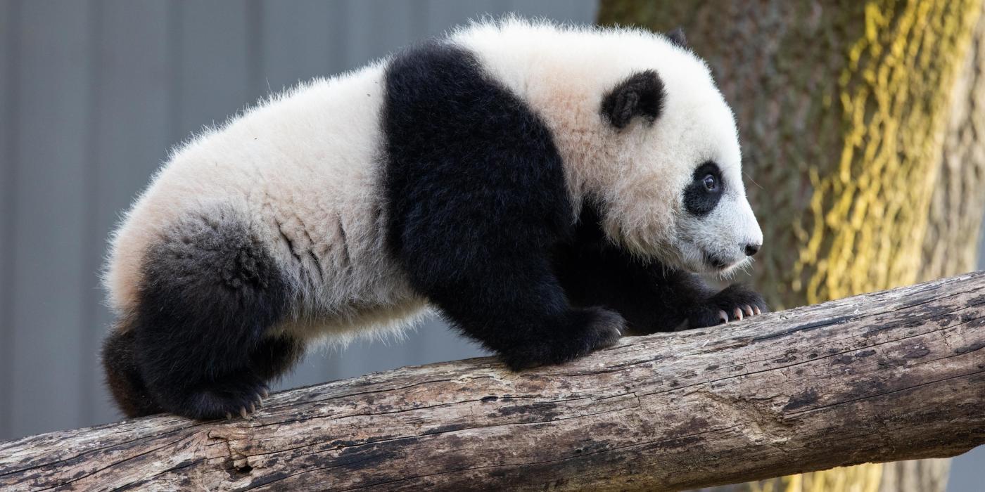 Giant panda cub Xiao Qi Ji climbs up one of the logs in his climbing structure.