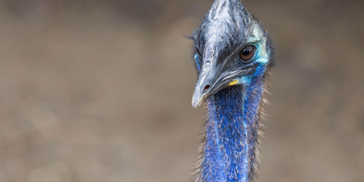 A closeup of a southern cassowary's face. 