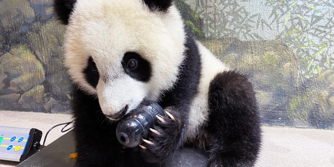 Giant panda cub Xiao Qi Ji gnaws on a kong toy while sitting atop a scale.