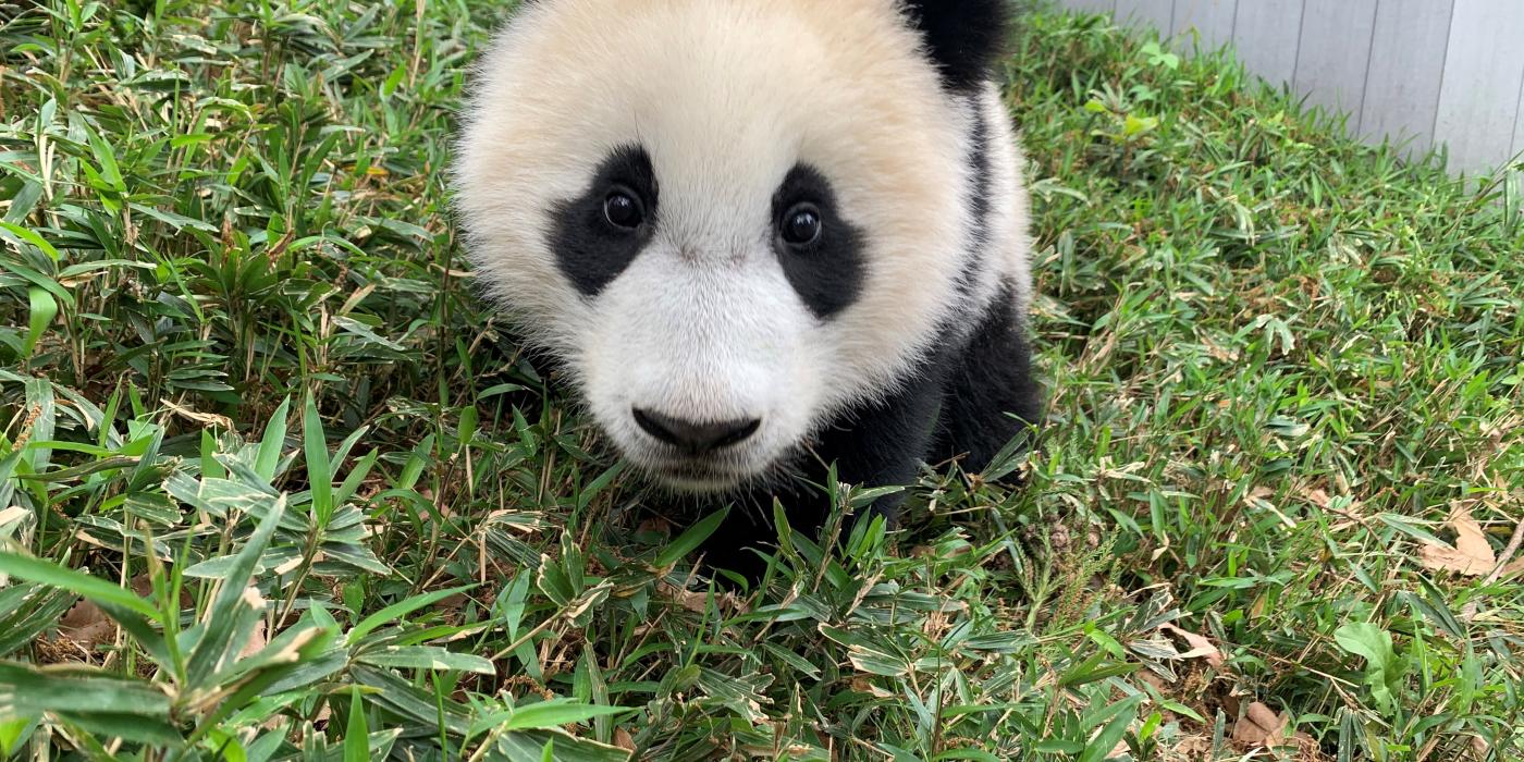 Giant panda cub Xiao Qi Ji sitting in the grass.