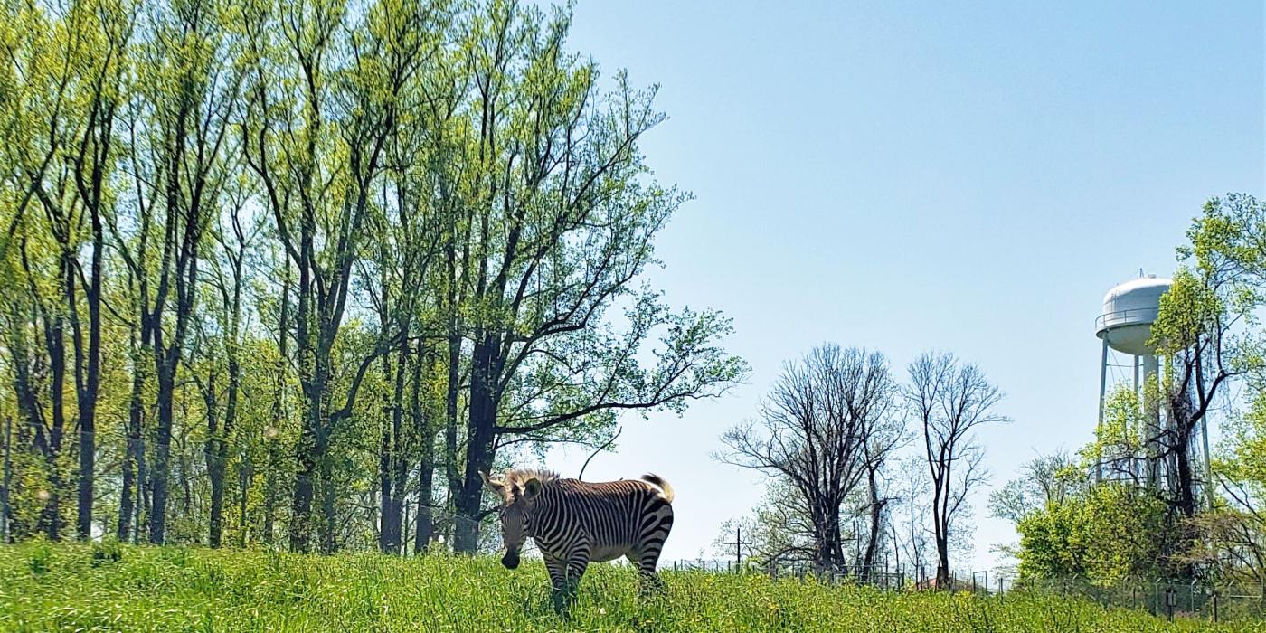 Hartmann's mountain zebra Yipes stands in a pasture filled with tall trees. 