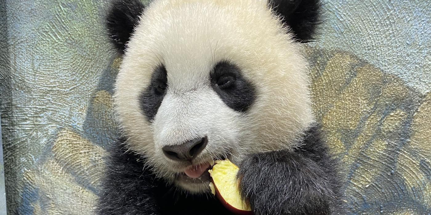 Giant panda cub Xiao Qi Ji eats an apple.