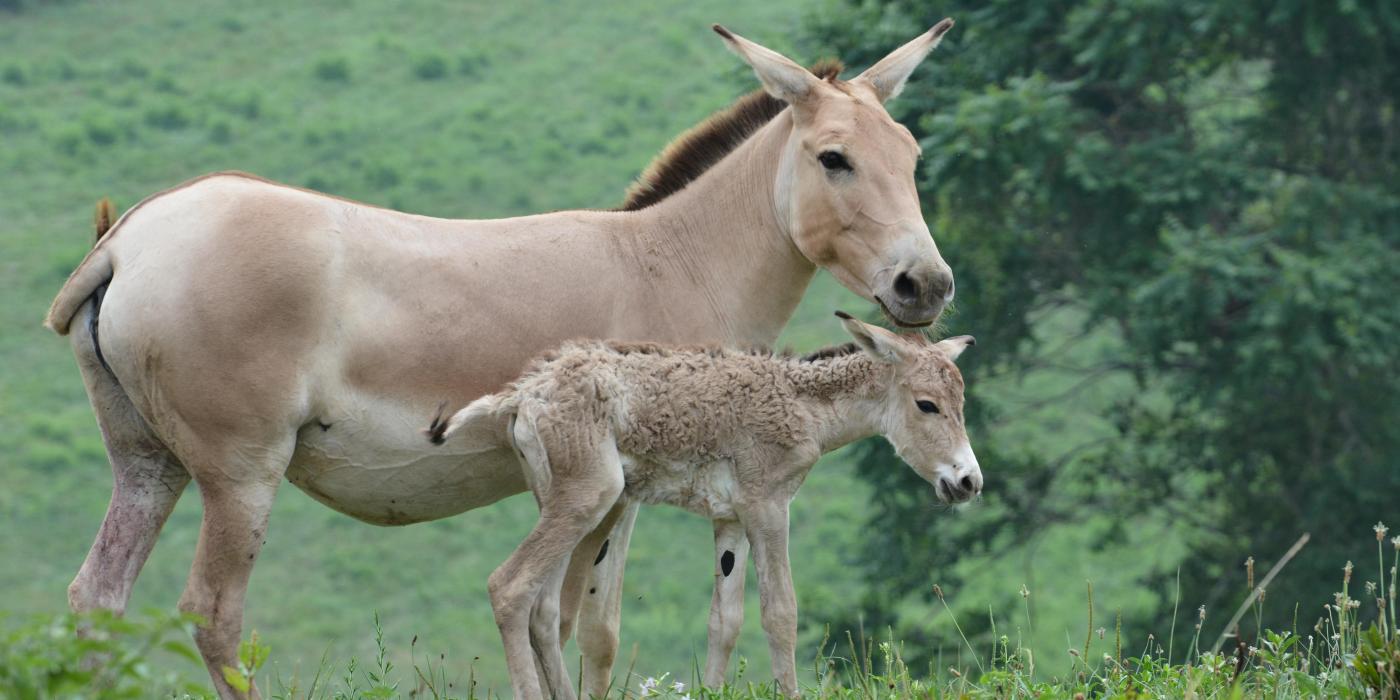 A Persian onager filly and her mother at the Smithsonian Conservation Biology Institute. 