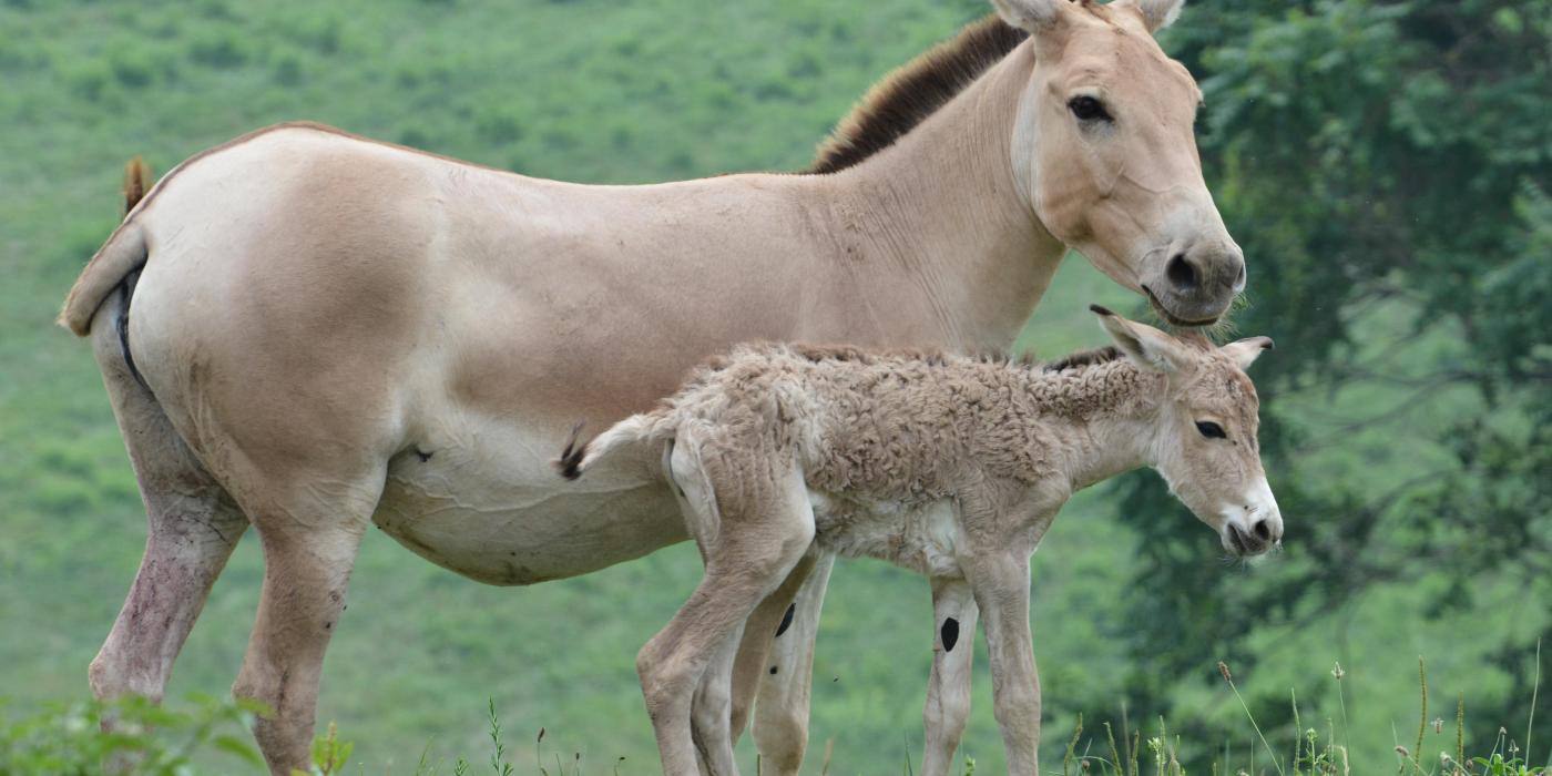 A Persian onager filly and her mother at the Smithsonian Conservation Biology Institute. 