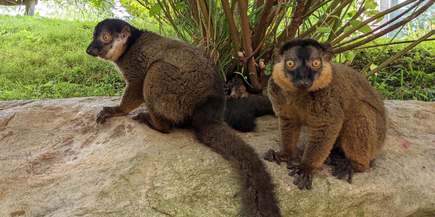 Collared lemur brothers Beemer (left) and Bentley (right).