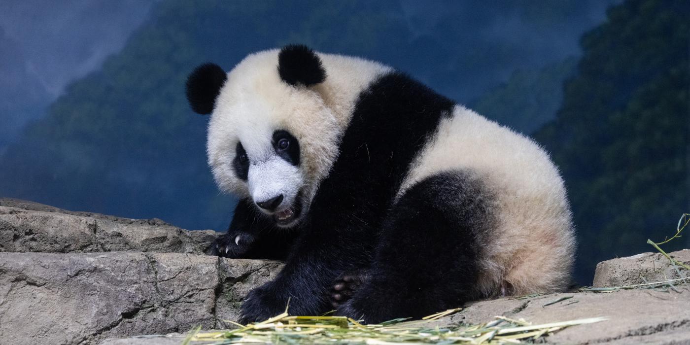 Giant panda cub Xiao Qi Ji stands on rockwork indoors with some pieces of browse (leafy branches) on nearby rocks